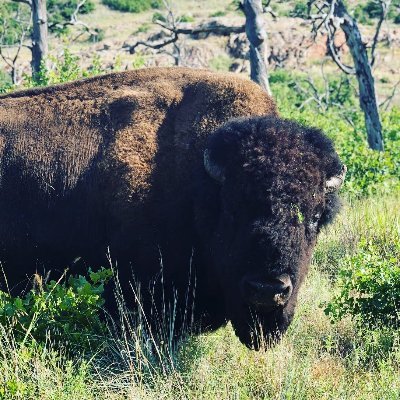 USFWS Southwest Biology
