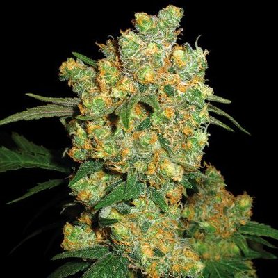 Cannabis