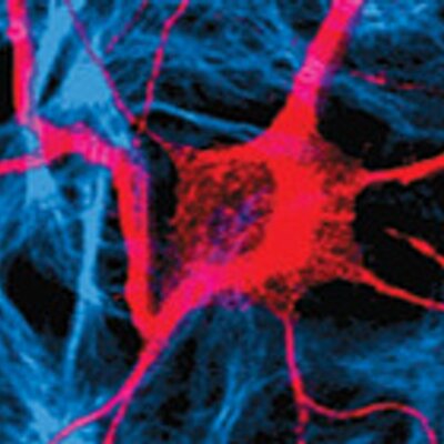 ZNZ Neuroscience