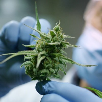 Imperial College Medical Cannabis Research Group