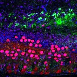 Neuroscience Collab.