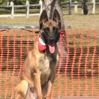 SMS Dog Training Palm Beach