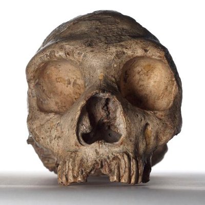 NHM Anthropology