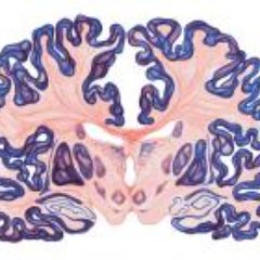 Neuroscience of Attention & Perception Laboratory