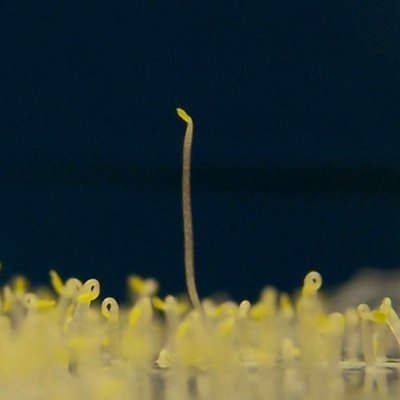 Alonso-Stepanova Lab