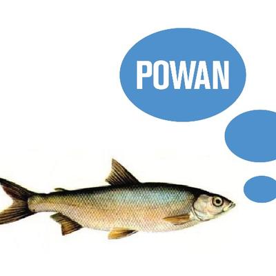 powanfish