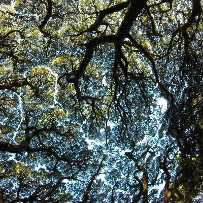 Oxford Ecosystems