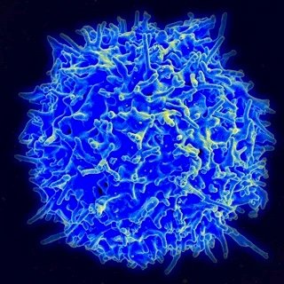 Designer Immunology