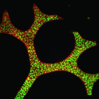 Tissue Morphodynamics Group